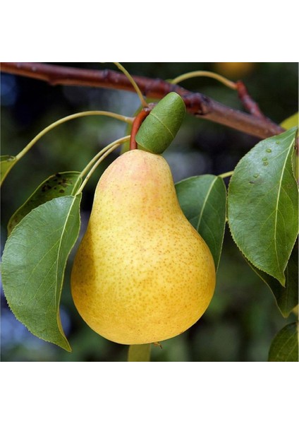 Evve Bahçe Tüplü Aşılı Bol Verimli Orta Geçci Tam Bodur Williams Armut Fidanı