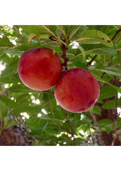 Evve Bahçe Tüplü Aşılı Bol Verimli Pioneer Japon Erik Fidanı