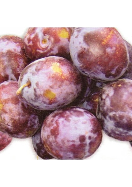 Evve Bahçe Tüplü Aşılı Bol Verimli Prizantin Japon Erik Fidanı