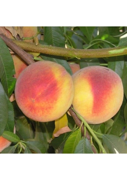 Evve Bahçe Tüplü Aşılı Çok Erkenci Leziz Flored Şeftali Fidanı