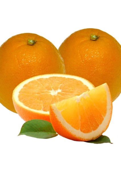 Evve Bahçe Tüplü Aşılı Çok Verimli Yarıbodur Navel Portakal Fidanı