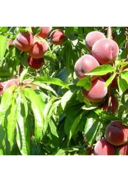 Evve Bahçe Tüplü Aşılı Erkenci Leziz Aromatik Tam Bodur Spring Crest Şeftali Fidanı