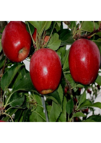 Evve Bahçe Tüplü Aşılı Erkenci Sulu Yarı Bodur Brookfiel Gala Elma Fidanı