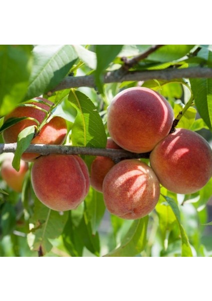 Evve Bahçe Tüplü Aşılı Erkenci Yöresel Anadolu Şentürk Şeftali Fidanı