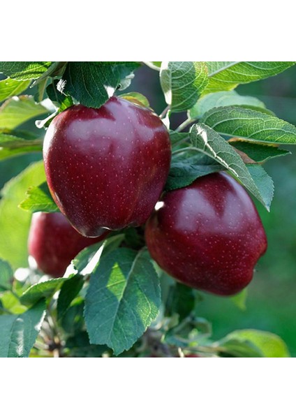 Evve Bahçe Tüplü Aşılı Koyu Kırmızı Iri Yarı Bodur Red Chief Elma Fidanı
