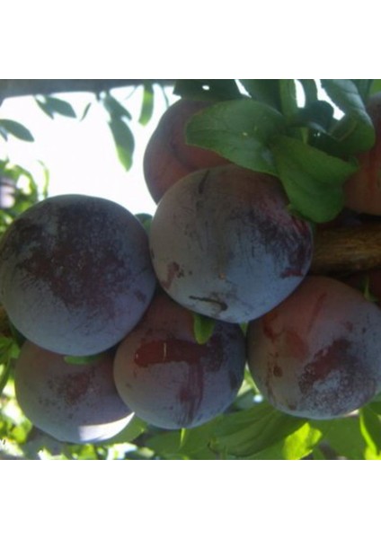 Evve Bahçe Tüplü Aşılı Leziz Verimli Black Star Japon Erik Fidanı