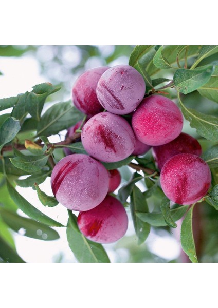 Evve Bahçe Tüplü Aşılı Leziz Verimli Santa Rosa Japon Erik Fidanı