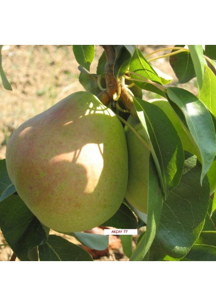 Evve Bahçe Tüplü Aşılı Orta Erkenci Bol Verimli Tam Bodur Akçay 77 Armut Fidanı