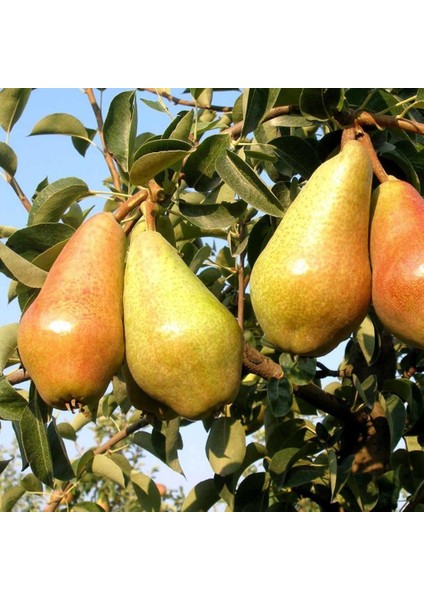 Evve Bahçe Tüplü Aşılı Orta Erkenci Yarı Bodur Italyan Carmen Armut Fidanı