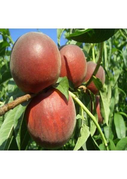 Evve Bahçe Tüplü Aşılı Orta Geçci Iri Meyveli Vista Rich Şeftali Fidanı