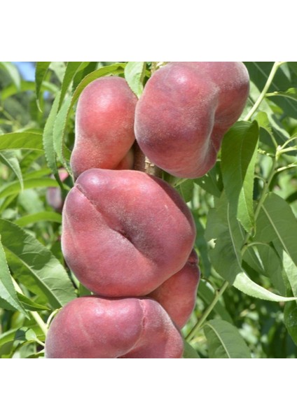 Evve Bahçe Tüplü Aşılı Özel Ürün Tam Bodur Paraguaya Basık Yassı Erkenci Şeftali Fidanı