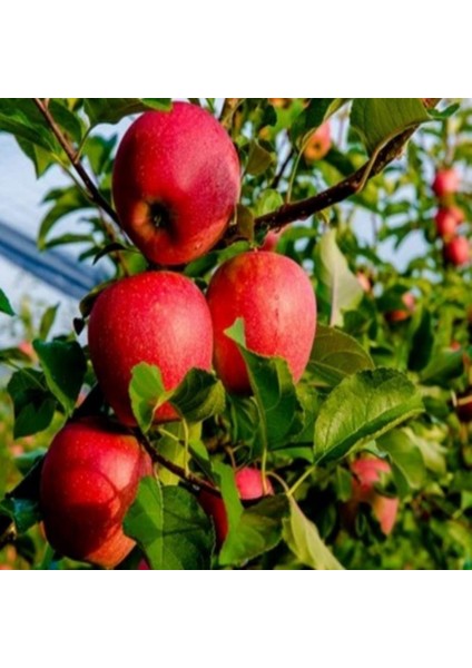 Evve Bahçe Tüplü Aşılı Sert Sulu Yüksek Verimli Yarı Bodur Fuji Kiku Elma Fidanı