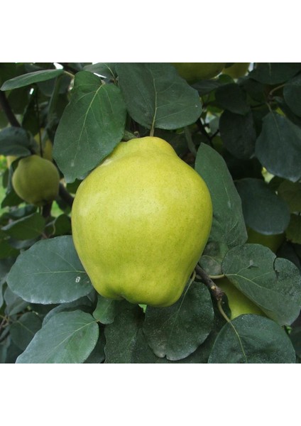 Evve Bahçe Tüplü Aşılı Tam Bodur Istanbul Ayvası Ege 22 Ayva Fidanı