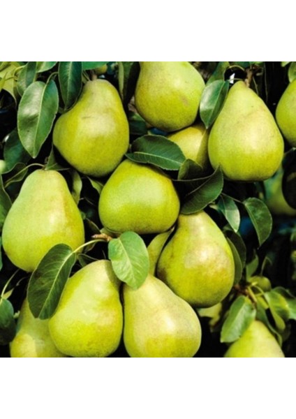 Evve Bahçe Tüplü Aşılı Verimli Yarı Bodur Margarit Marillat (Kieffer) Armut Fidanı