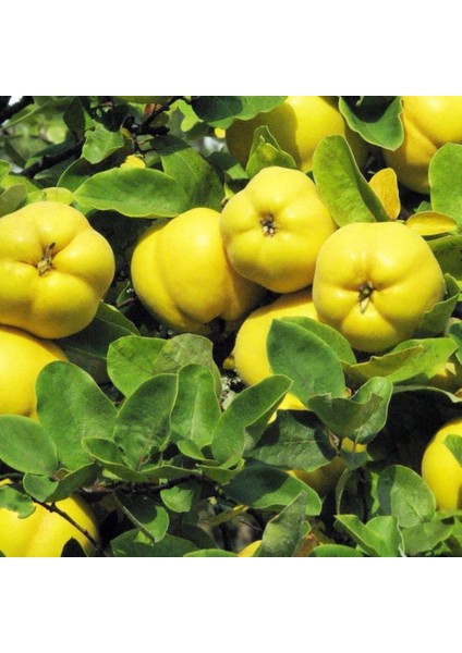 Evve Bahçe Tüplü Aşılı Yarı Bodur Bol Verimli Leziz Eşme Ayva Fidanı