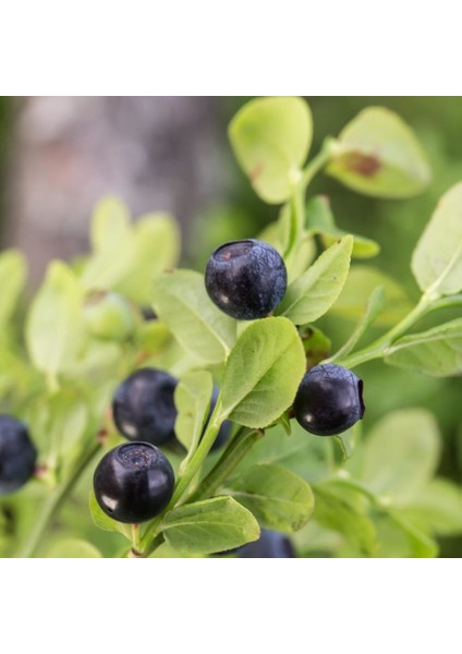 Evve Bahçe Tüplü Bilberry (Doğal Likapa)Fidanı