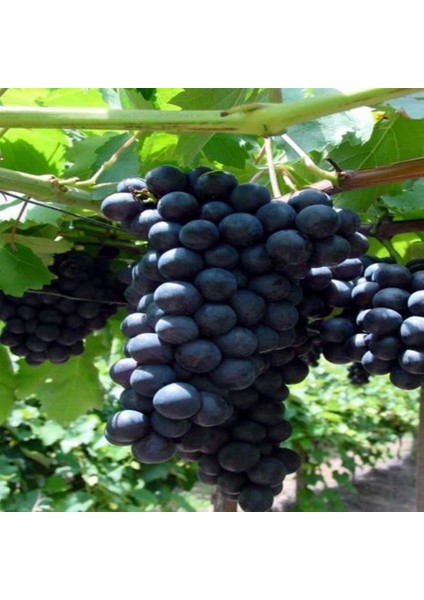 Evve Bahçe Tüplü Bol Verimli Alphonso (Alfons) Lavelle Üzüm (Asma-Bağ) Fidanı