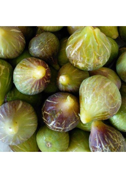 Evve Bahçe Tüplü Bol Verimli Ege Mor Güz Incir Fidanı