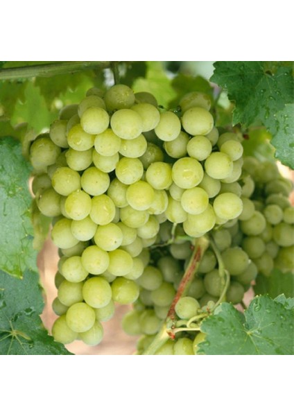 Evve Bahçe Tüplü Çekirdeksiz Bol Verimli Beyaz Superior Seedless Üzüm (Asma-Bağ) Fidanı