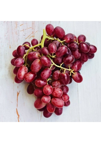 Evve Bahçe Tüplü Çekirdeksiz Iri Crimson Seedless Üzüm (Asma-Bağ) Fidanı