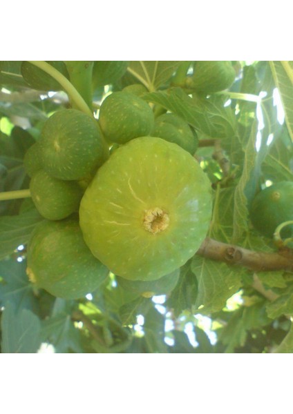 Evve Bahçe Tüplü Gök Lob Incir Fidanı