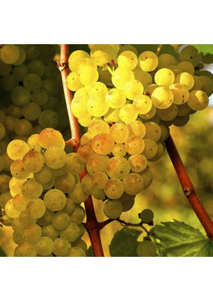 Evve Bahçe Tüplü Hoş Kokulu Aromatik Chardonnay Üzüm (Asma-Bağ) Fidanı