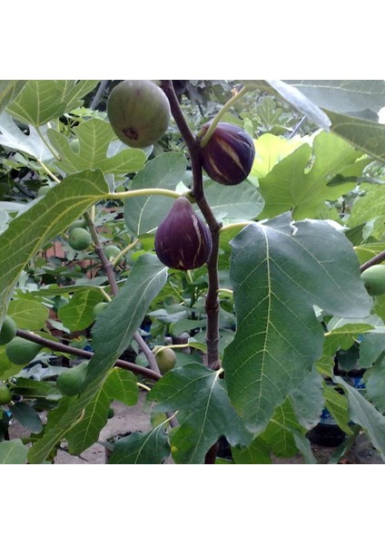 Evve Bahçe Tüplü Karadeniz Patlıcan Inciri Fidanı