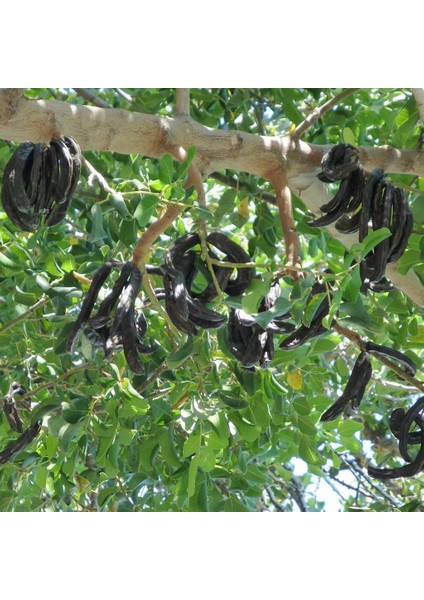 Evve Bahçe Tüplü Keçi Boynuzu (Harnup) Fidanı (80-120 cm)