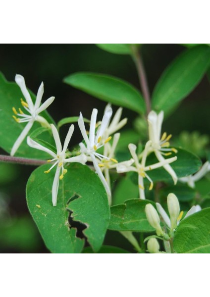 Evve Bahçe Tüplü Kış Hanım Eli Fidanı