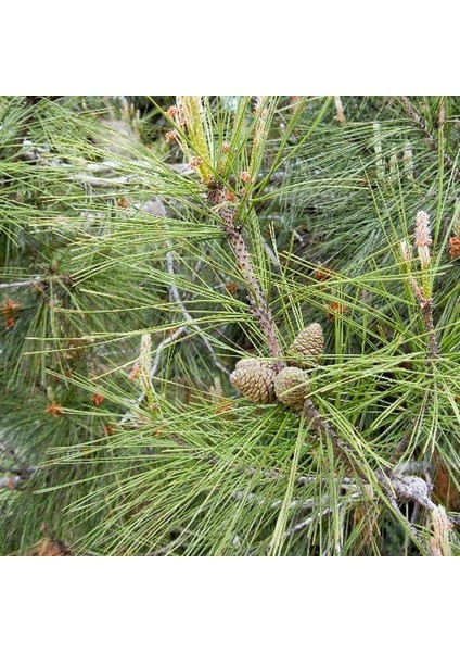 Evve Bahçe Tüplü Kızılçam Fidanı