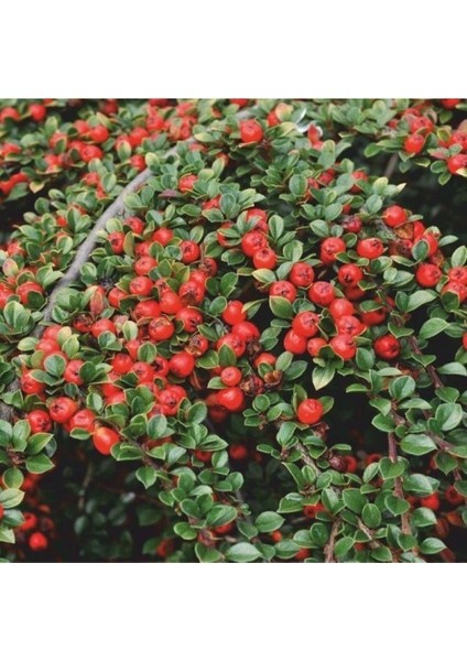 Evve Bahçe Tüplü Nadir Cotoneaster (Taş Elması) Fidanı