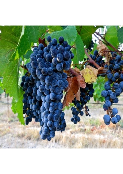 Evve Bahçe Tüplü Orta Geçci Kokulu Şaraplık Merlot Üzüm (Asma-Bağ) Fidanı