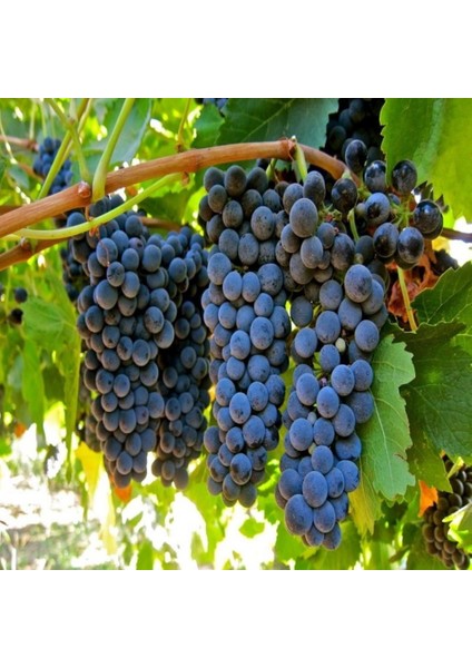 Evve Bahçe Tüplü Orta Geçci Verimli Şaraplık Syrah(Şiraz) Üzüm (Asma-Bağ) Fidanı