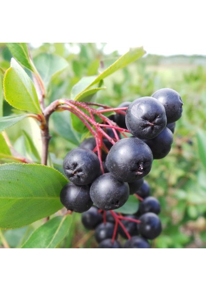 Evve Bahçe Tüplü Siyah Aronya (Black Aronia) Chokoberry Fidanı