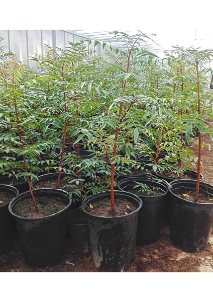 Evve Bahçe Tüplü Ucb 1 Antep Fıstığı Anacı Fidanı (10 Adet)