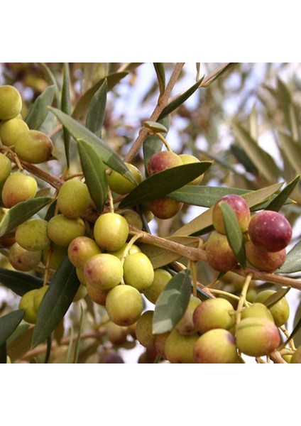 Evve Bahce Evve Bahçe Tüplü Yağlık Verimli Bodur Arbequina Zeytin Fidanı (1 Yaş)