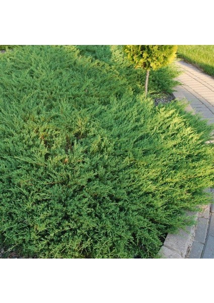 Evve Bahçe Tüplü Yatık Ardıç Fidanı (30-40 cm)