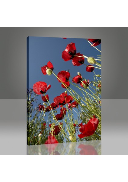 Gelincikler Tablo modelleri