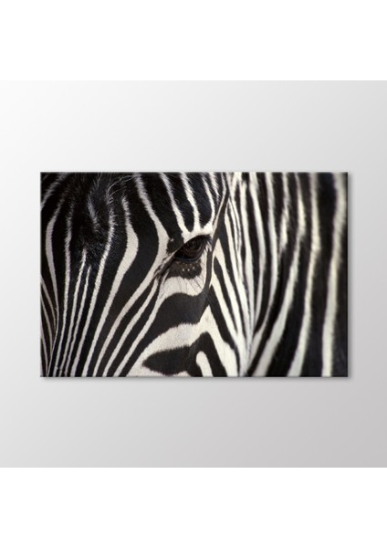 Zebra Tablo