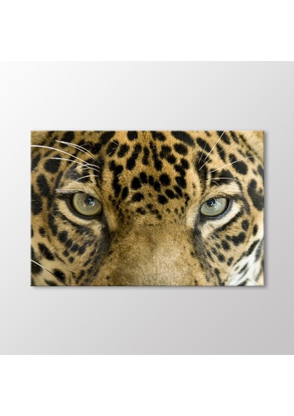 Leopar Tablo