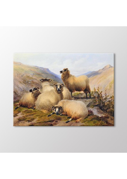 Sheep In The Highlands Tablo