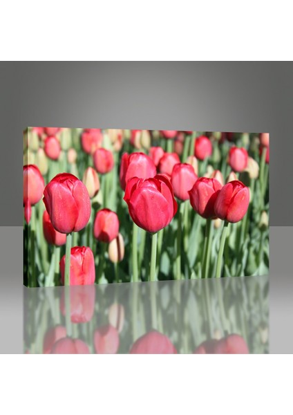 Laleler Tablo modelleri