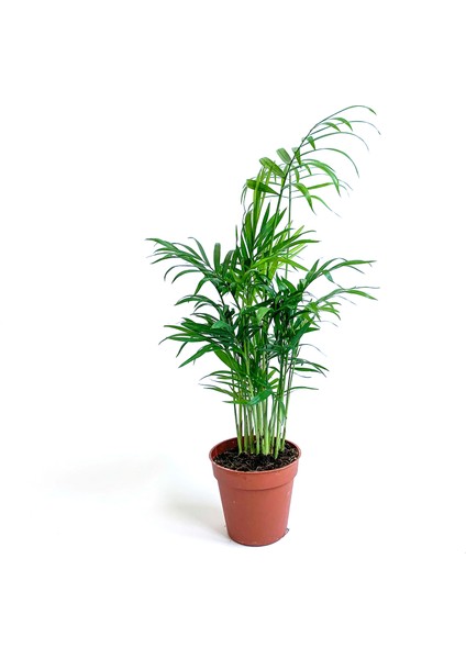 Küçük Palmiye Bitkisi - Dağ Palmiyesi - Chamaedorea Elegans
