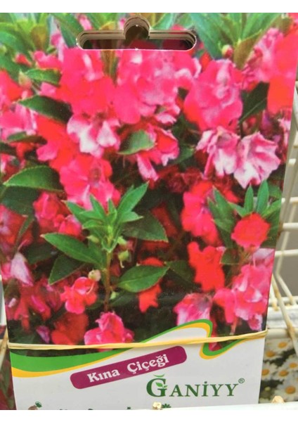 Kına Çiçeği Tohumu Güvenilir