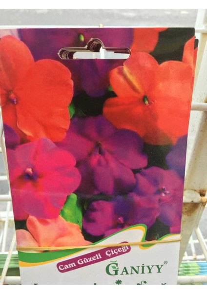 Cam Güzeli Çiçeği Tohumu Güvenilir