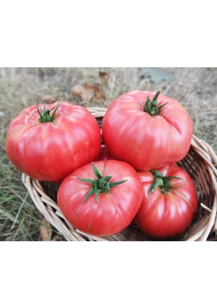 10 Adet Tohum Nadir Iri Pembe Domates Tohumu fiyatları