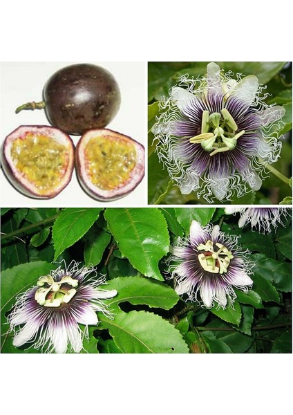 3 Adet Çarkıfelek Çiçeği Tohumu Passiflora Çiçeği Tohumu Çiçek Tohumu + Saksı Toprak