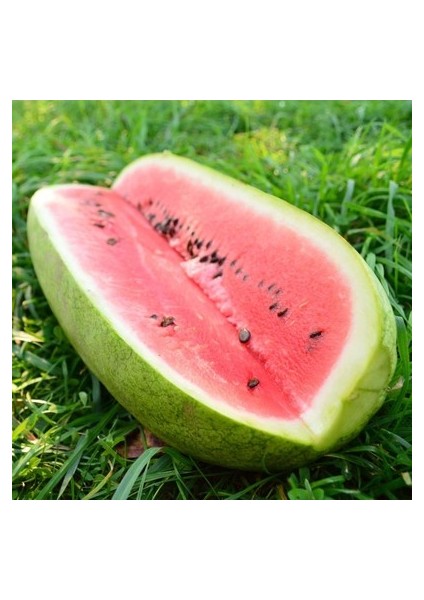 10 Adet Tohum Nadir Ithal Çarliston Gray Karpuz Tohumu Tohum Karpuz Charleston Gray modelleri