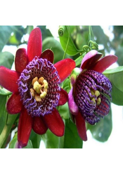 Nadir Passiflora Quadrangularis Tohumu Ekim Seti 3 Tohum Pasiflora Tohumu Saksı Toprak Kombin