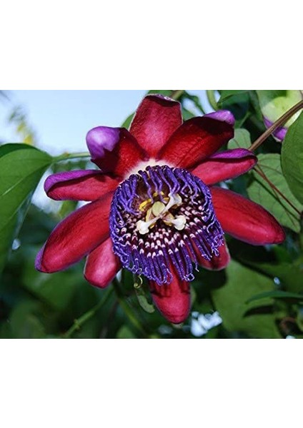 Nadir Passiflora Quadrangularis Tohumu Ekim Seti 3 Tohum Pasiflora Tohumu Saksı Toprak Kombin fiyatları